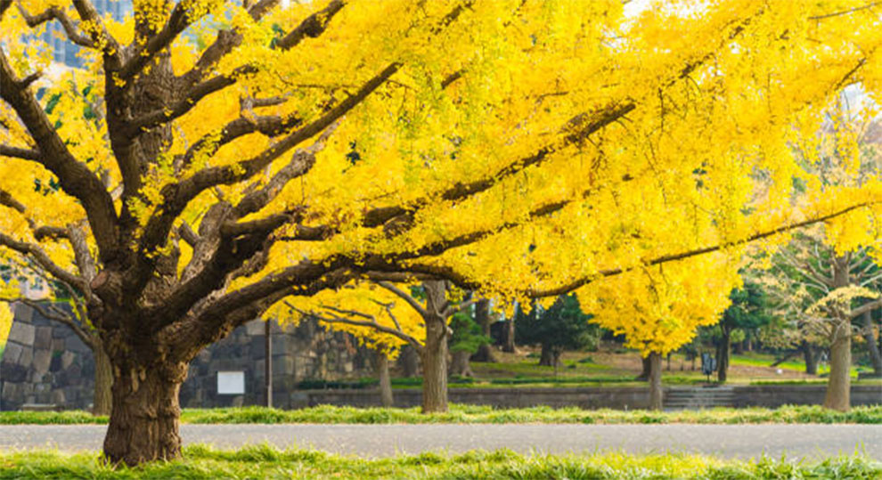 Presidential Gold Ginkgo Tree Growth Rate