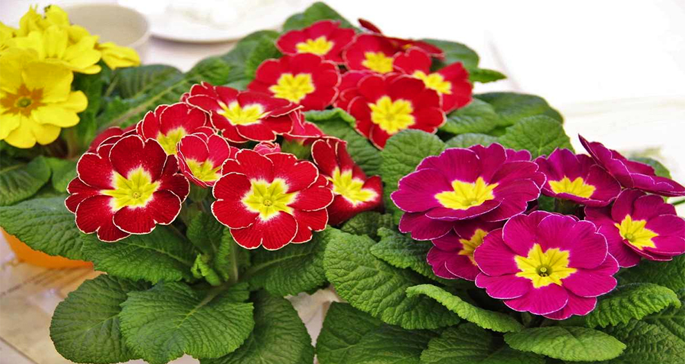 Primrose