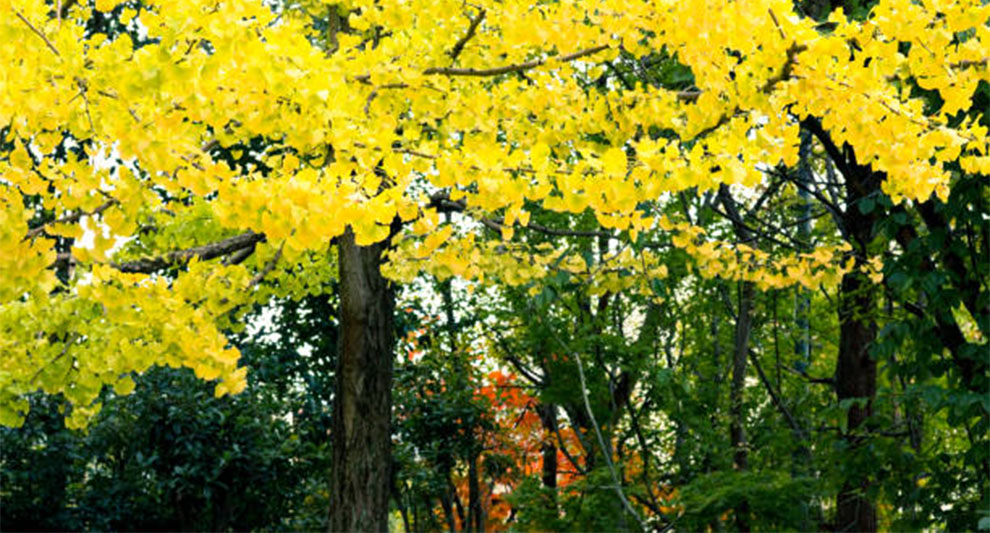 Princeton Sentry Ginkgo