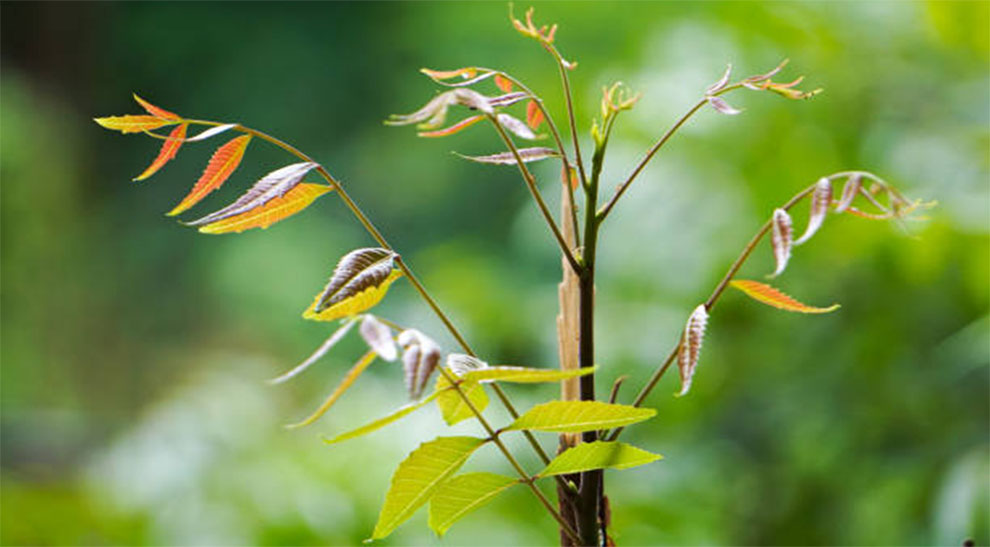 Propagate A Silk Tree In Other Ways