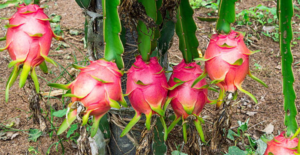 Propagation Of Dragon Fruits