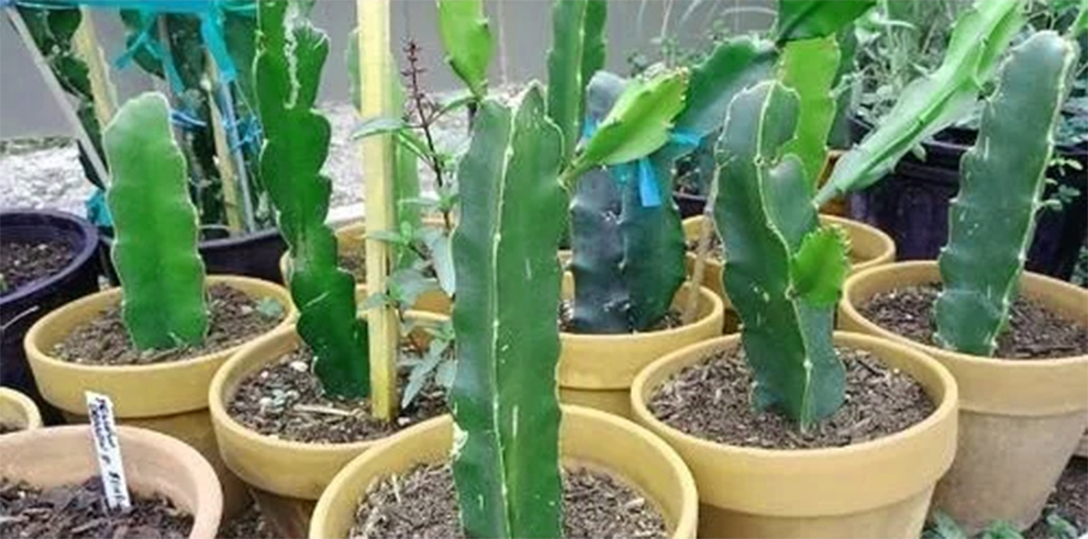 Propagation Of Dragon Fruits