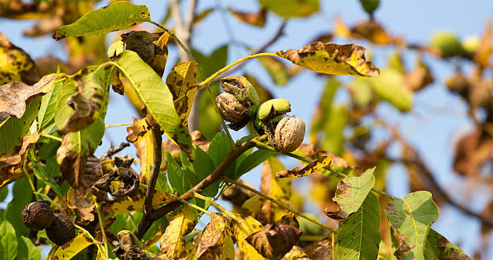 Protection From Common Hazelnut Tree Problems