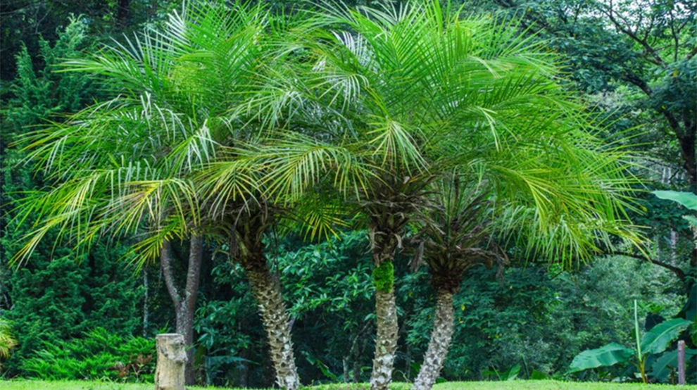 Pygmy Date Palm