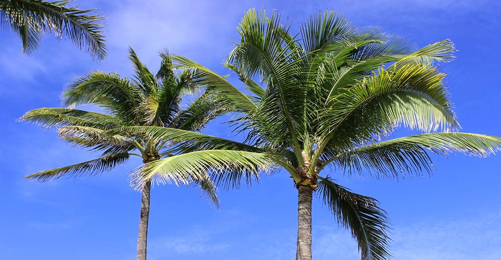 Queen Palm