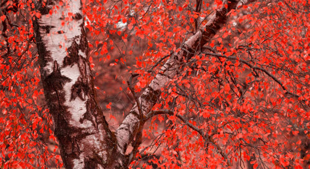 Red Alder Trees