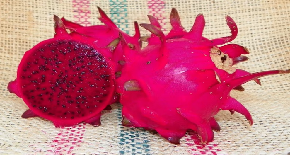 Red Jaina Dragon Fruit