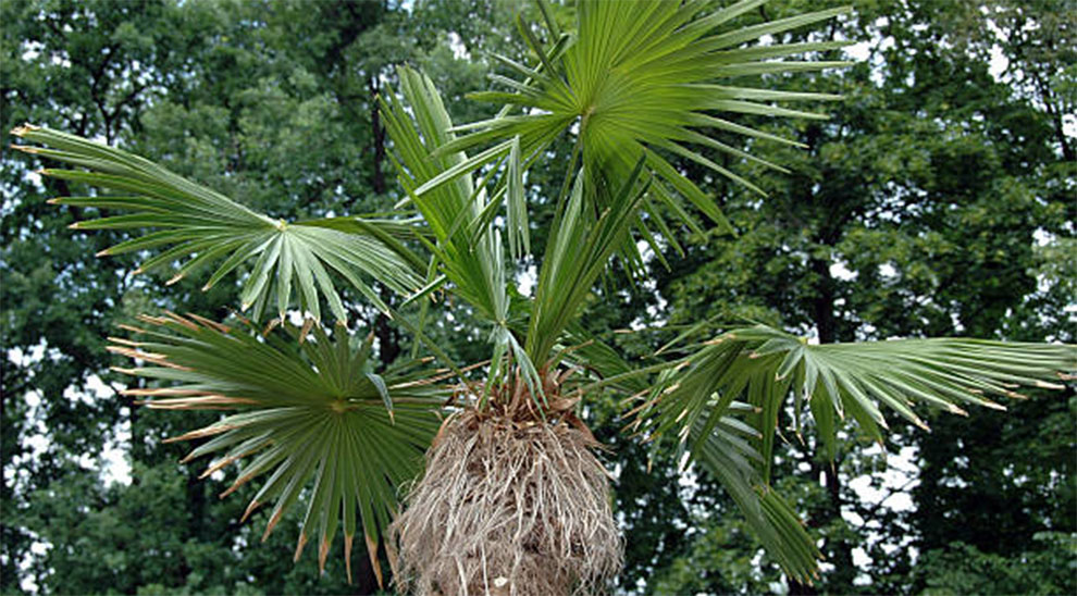 Root System