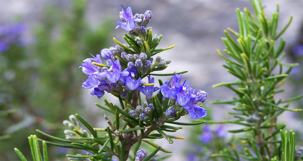 Rosemary Description and Overview