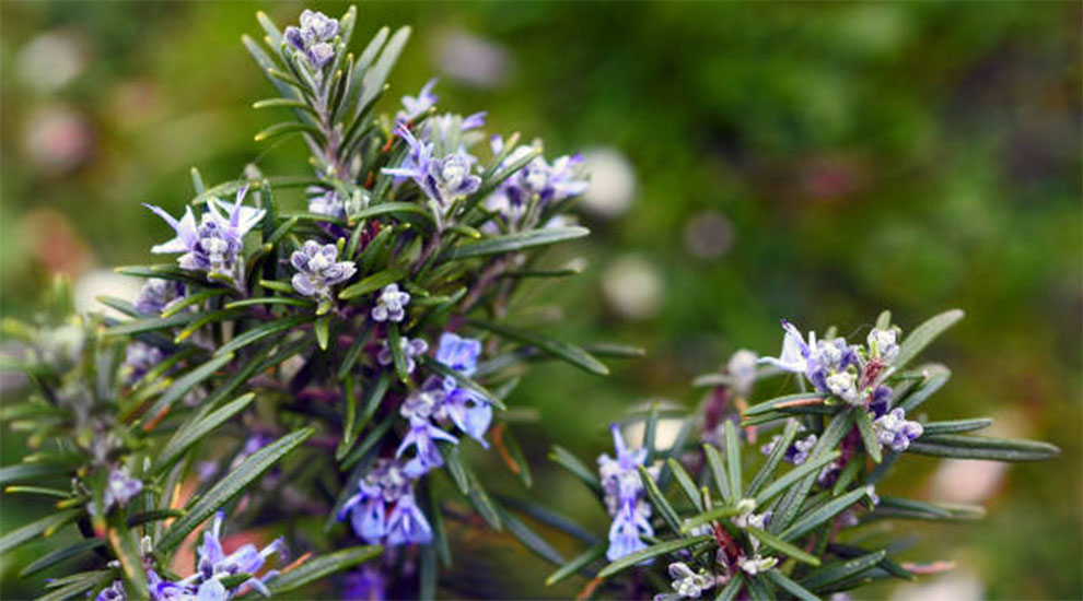 Rosemary Description and Overview