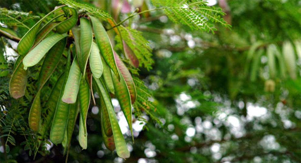 Seed Collection From Seed Pod And Their Preparation