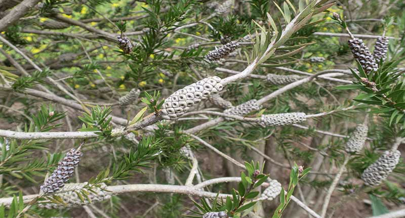 Seeds Out Of A Bottle Brush To Propagate Them