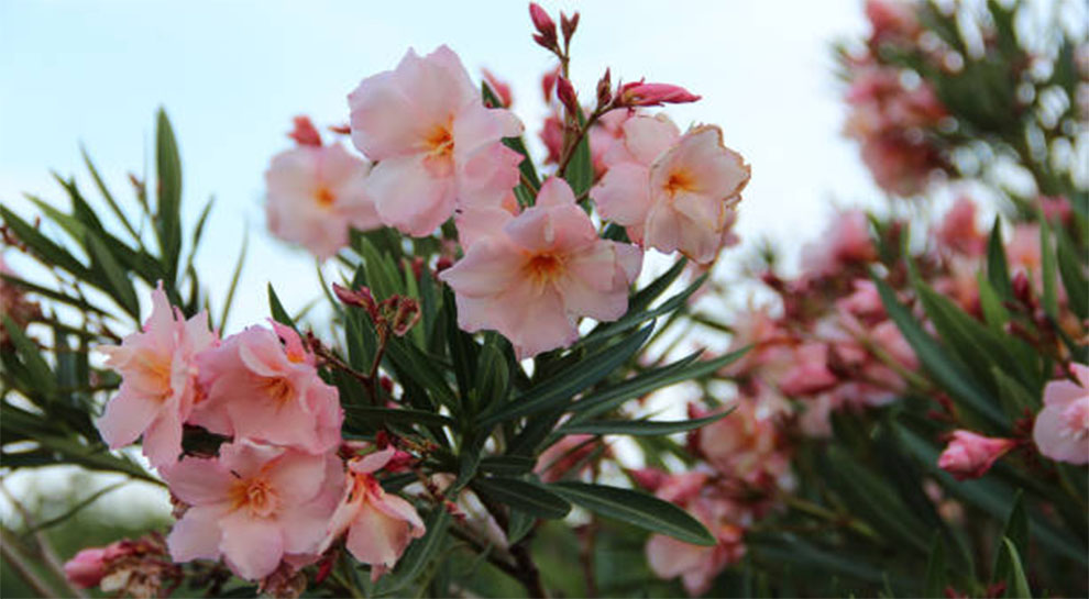 Sister Agnes Oleander