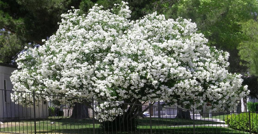 Sister Agnes Oleander