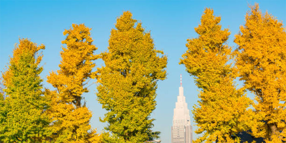 Sky Tower Ginkgo Biloba Tree