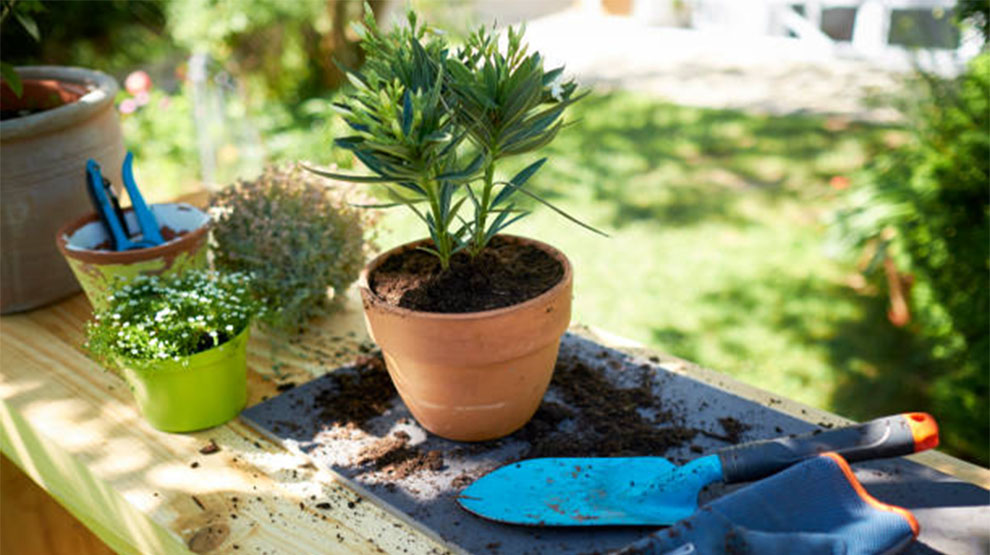 Soil For Oleanders