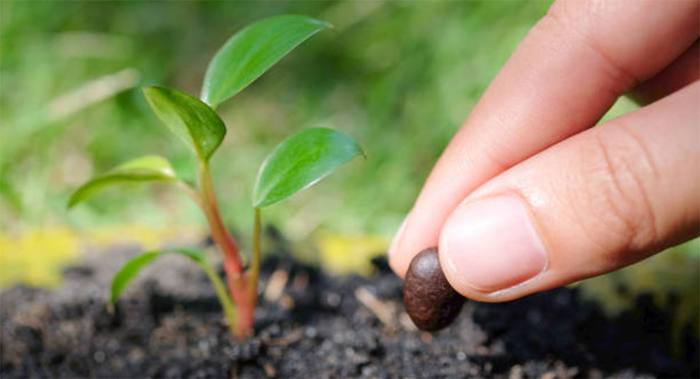 Sowing the Silk Tree Seeds