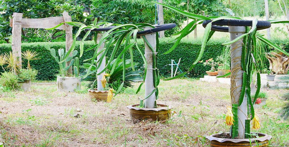 Support Dragon Fruit Plants