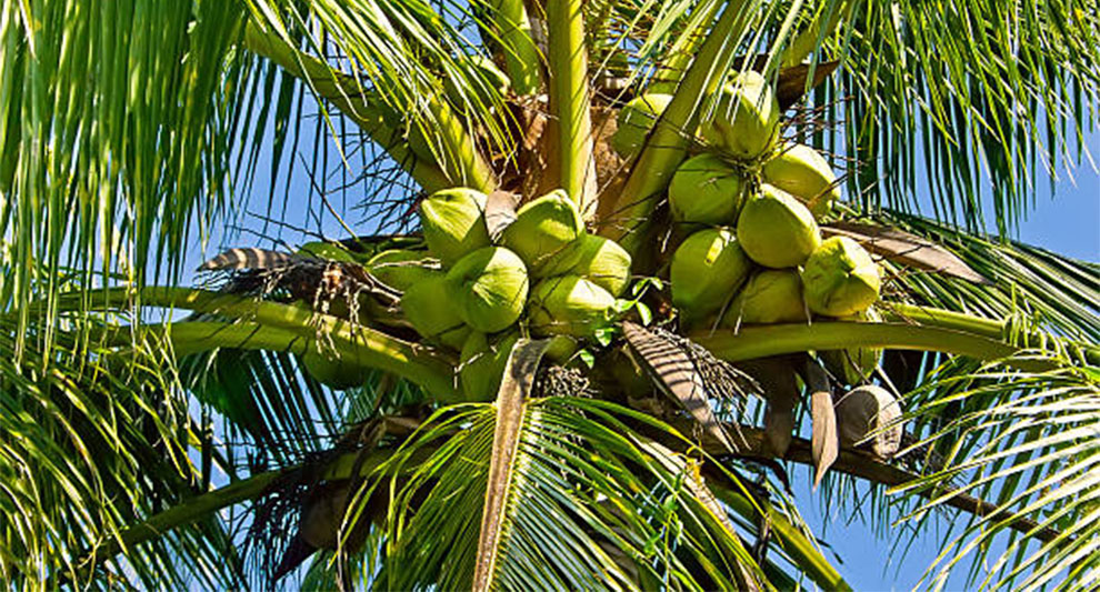 Coconut Tree