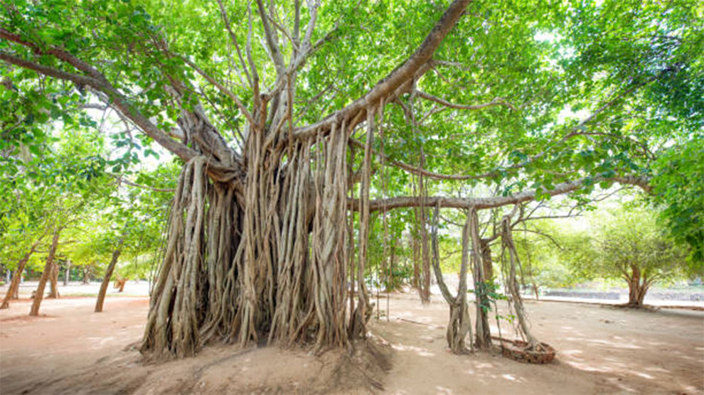 The Banyan Tree