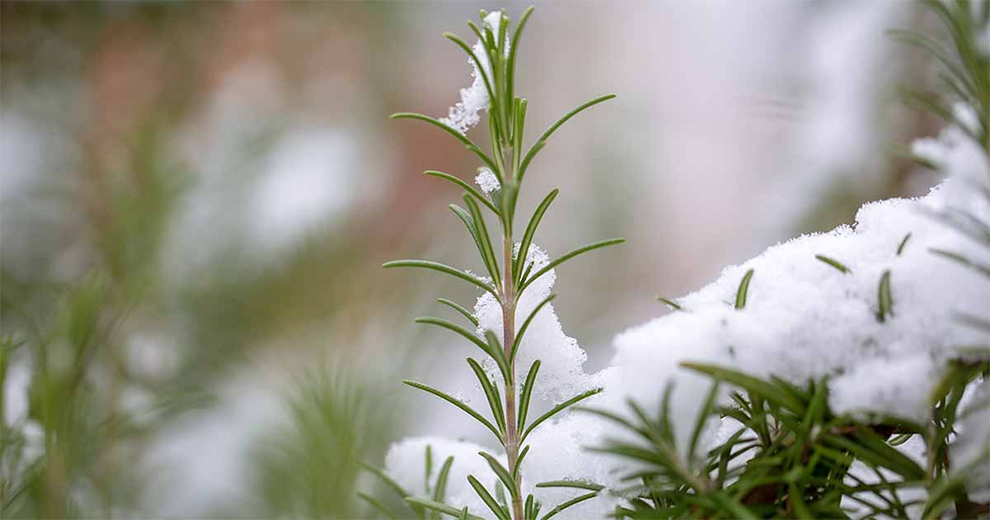 The Cold Hardy Rosemary Varieties