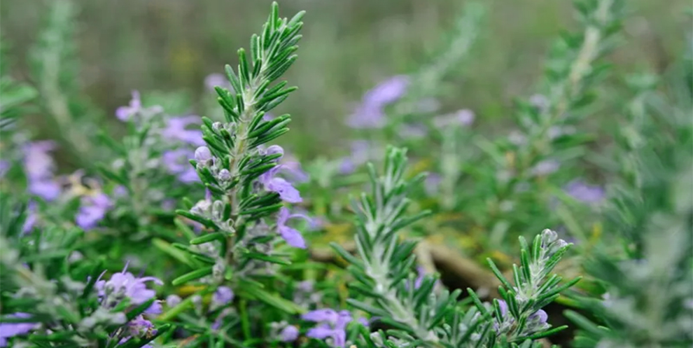  The Low-Growing Rosemary Varieties 