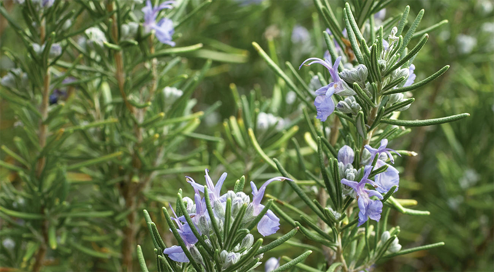 The Upright Rosemary Varieties