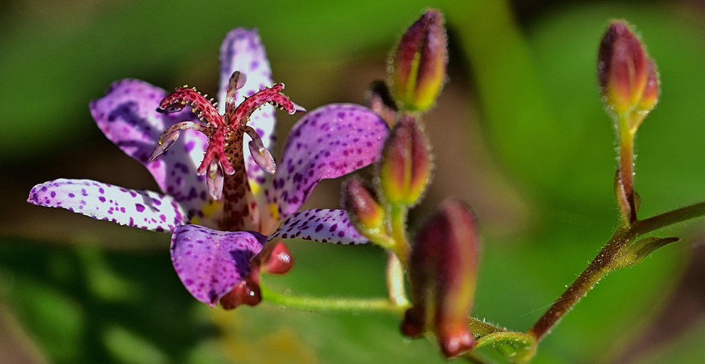 Toad Lilly