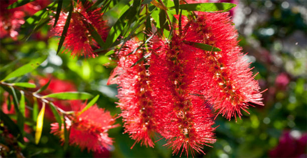 Transplant A Bottlebrush Tree