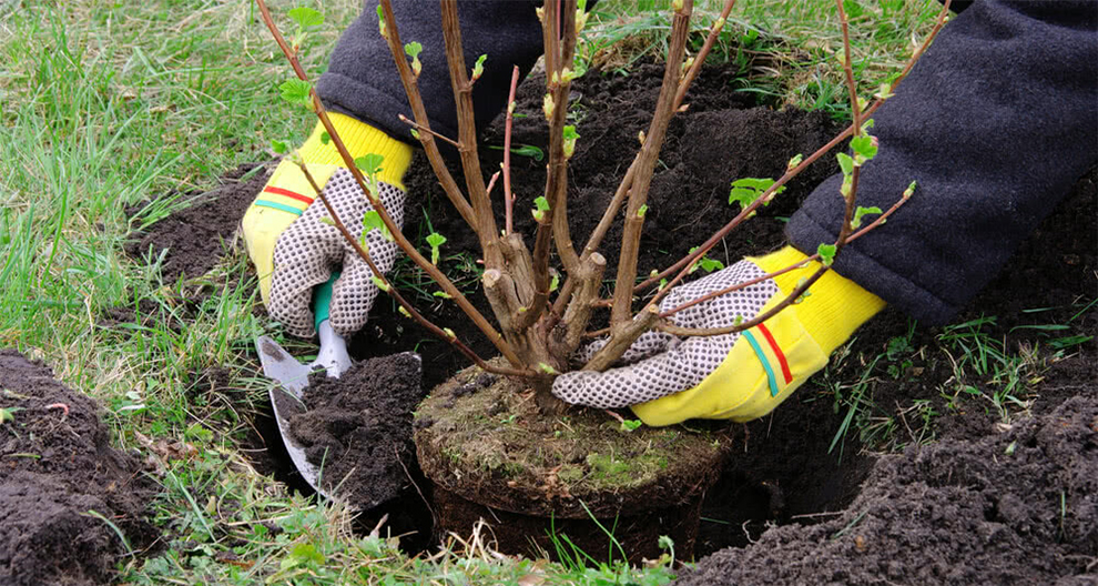 Transplant A Bottlebrush Tree