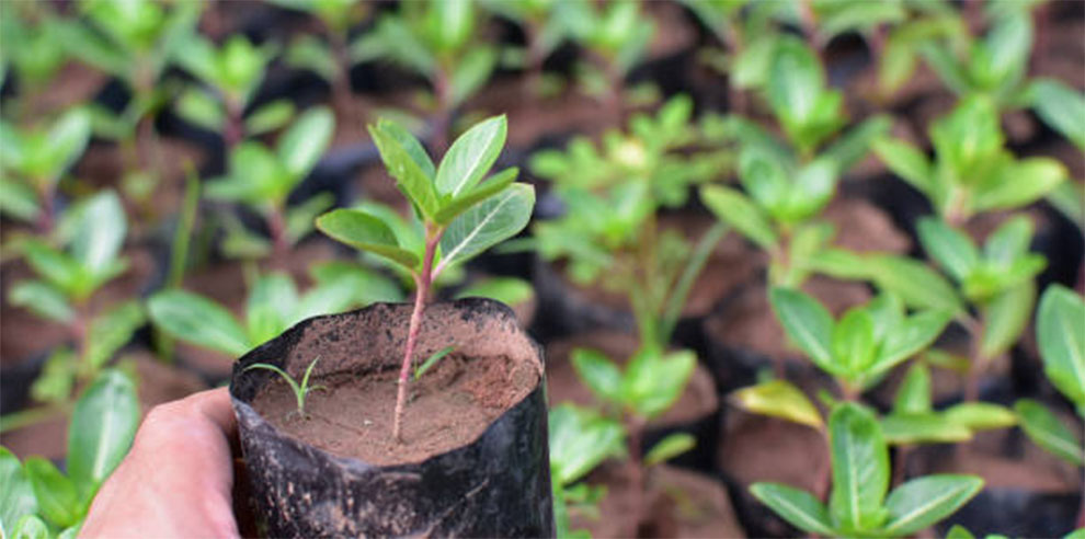 Transplant From Container to Ground