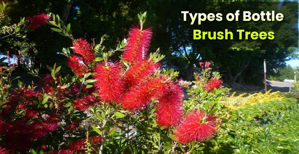 Types of Bottle Brush Trees