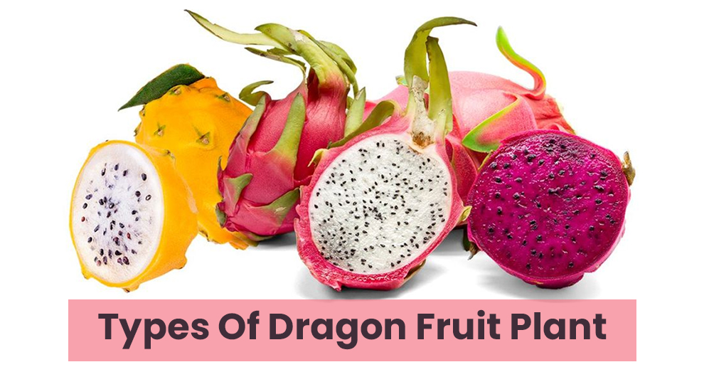 Types Of Dragon Fruit Plant 