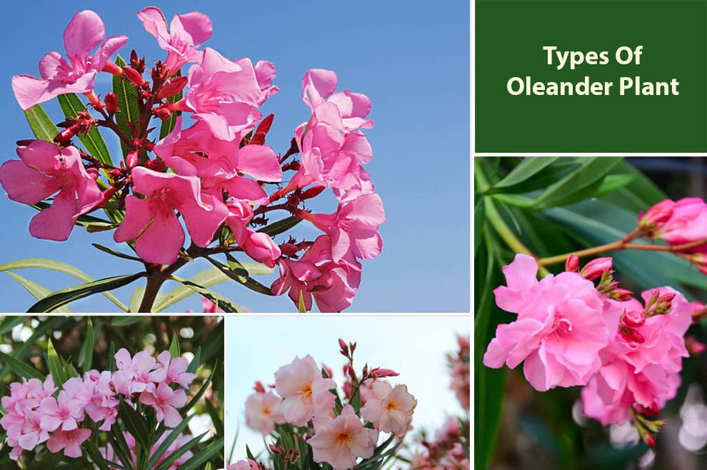 Types of Oleander Plant