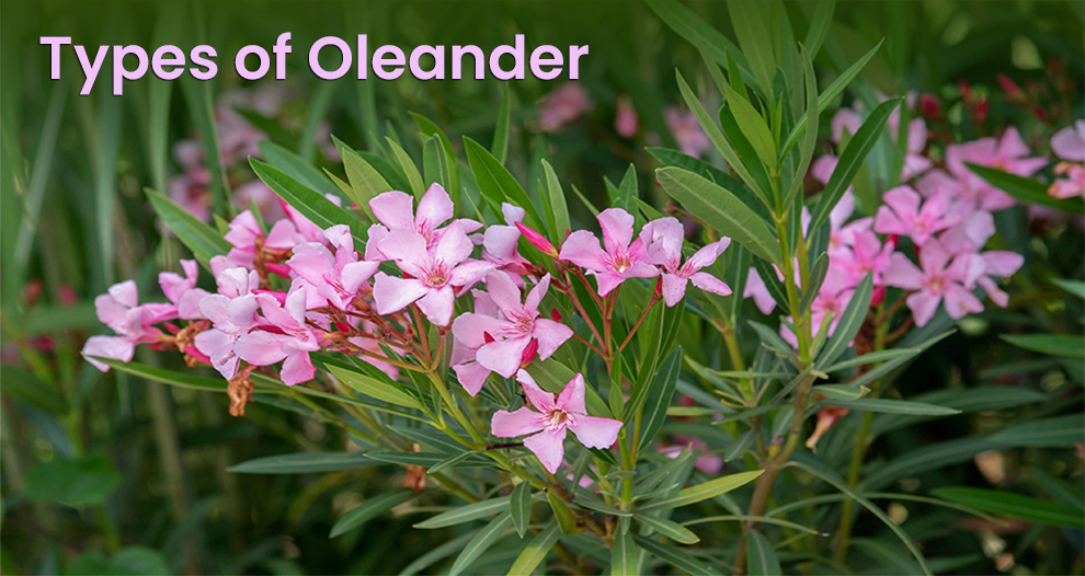 Types Of Oleander