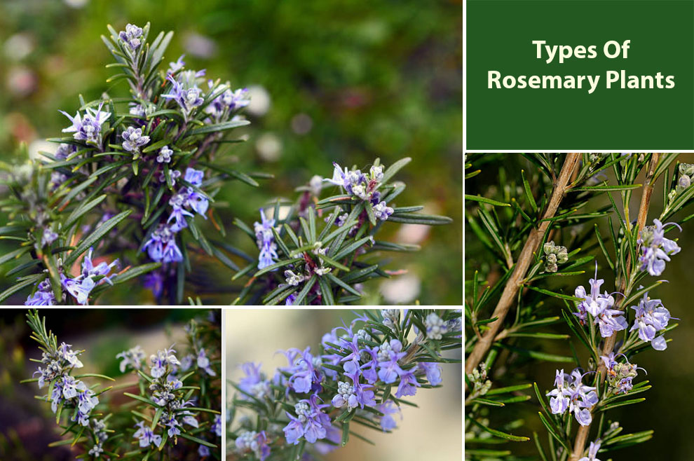 Types of Rosemary Plants