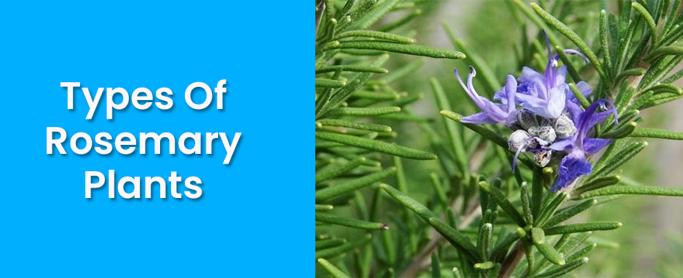 Types of Rosemary Plants