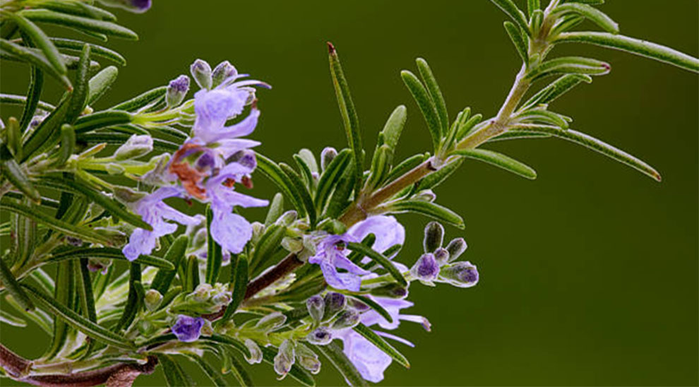 The Upright Rosemary Varieties