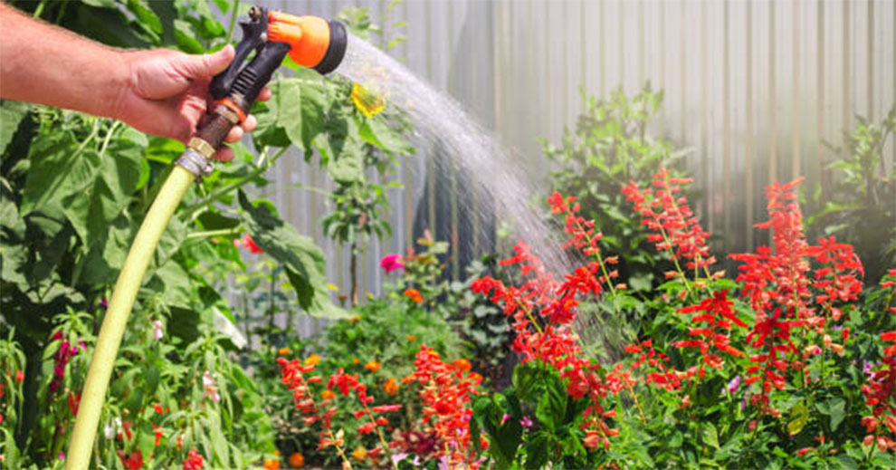 Watering And Fertilization Needs of A Bottlebrush Plant