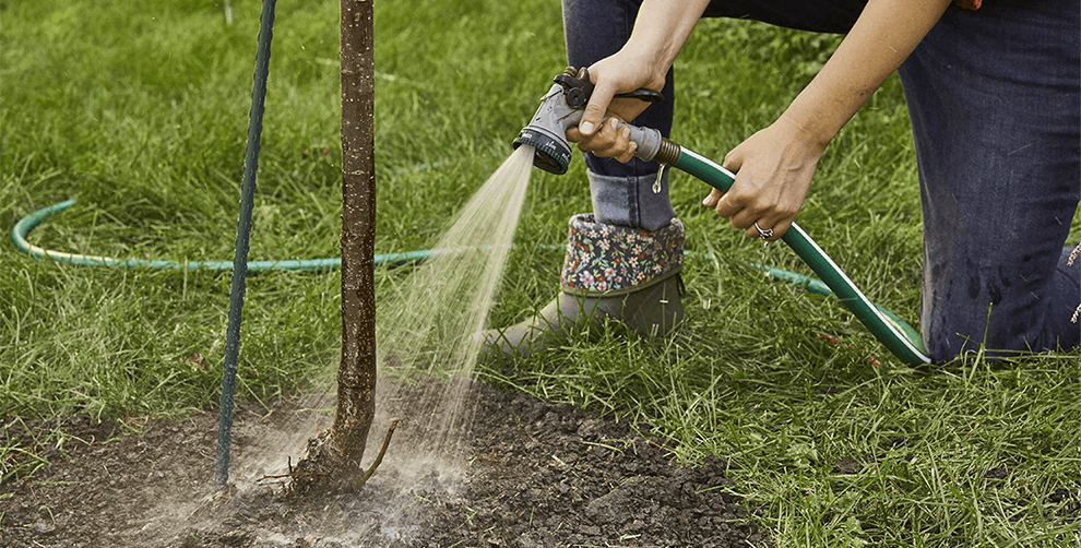 Watering & Fertilization Needs of A Bottlebrush Plant