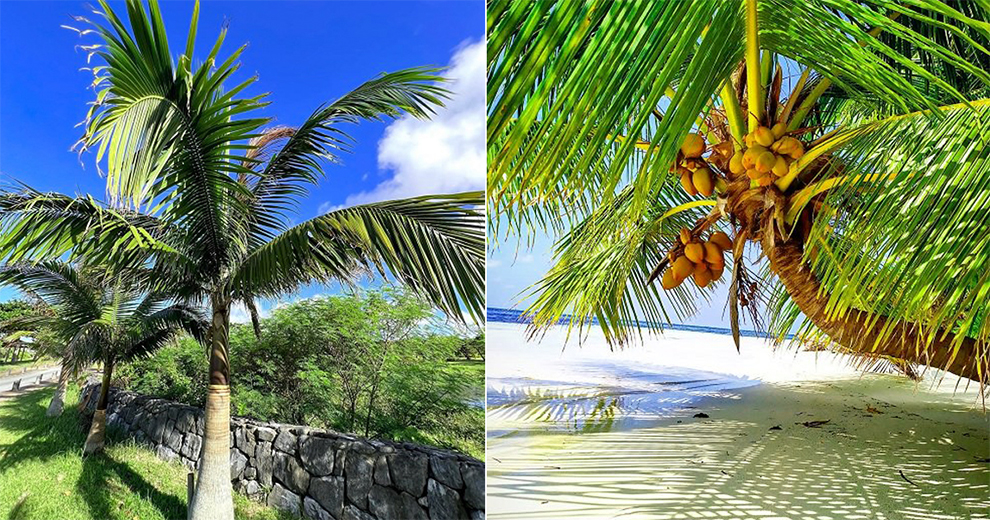 The Difference Between A Palm Tree and A Coconut Tree