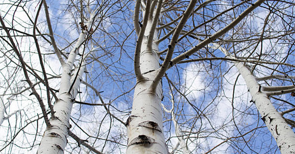 White Alder Trees Live