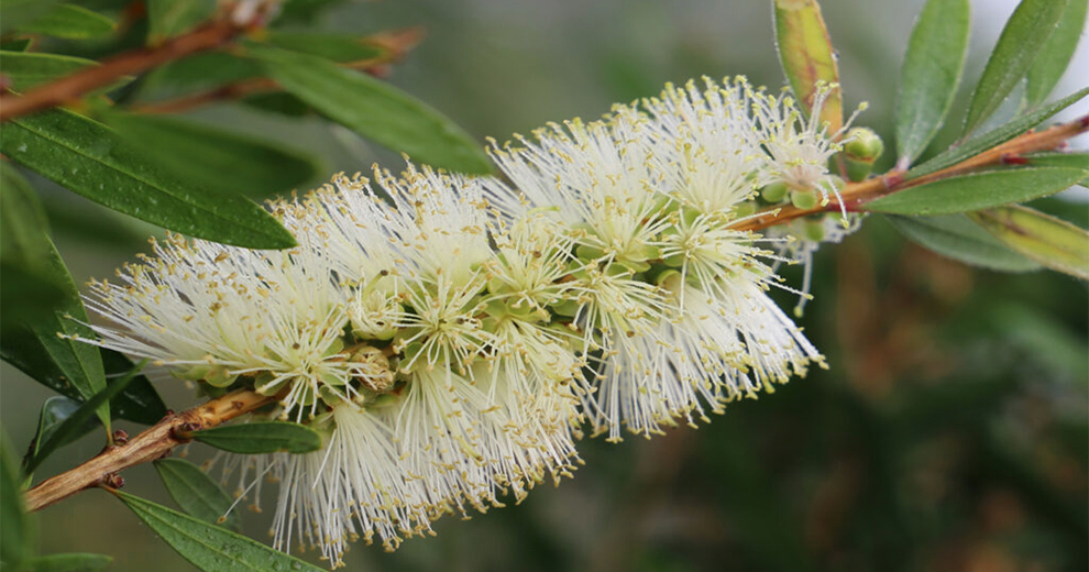 White Bottle Brush