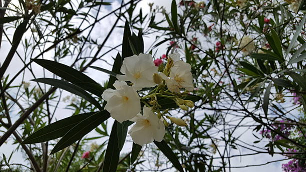 White Sands Oleander