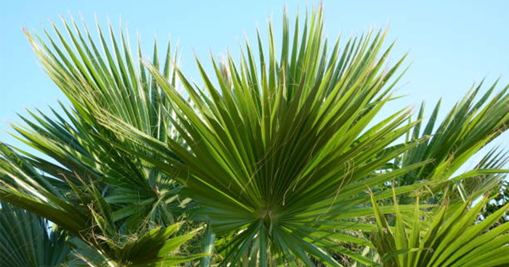 Windmill Palm