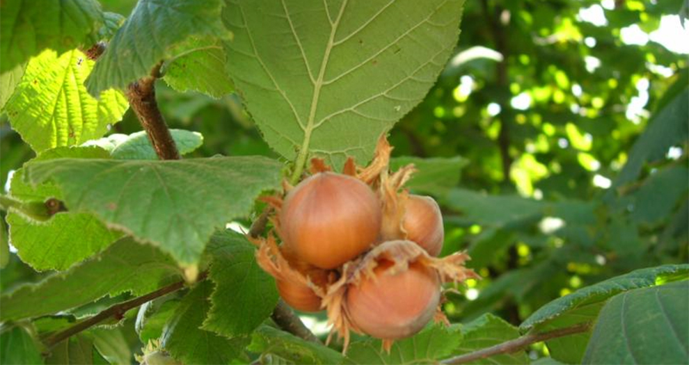 Yamhill Hazelnuts