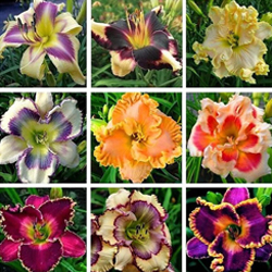 Mixed Hemerocallis Hybrida Daylily Flowers