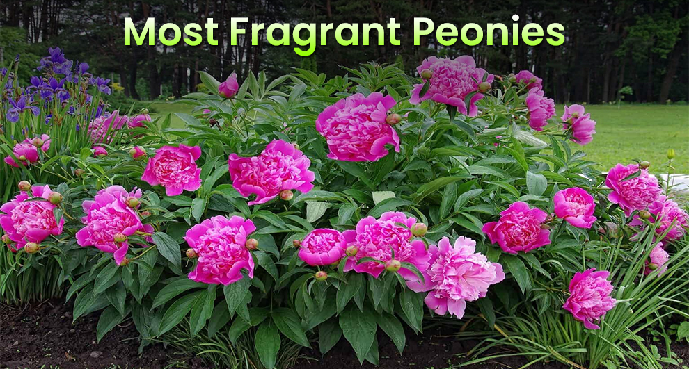  Most fragrant peonies