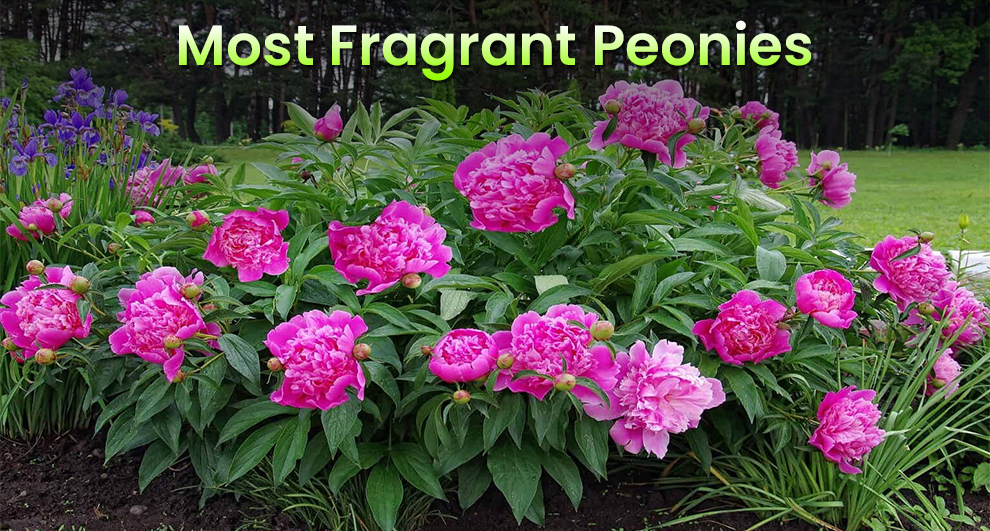 Most fragrant peonies