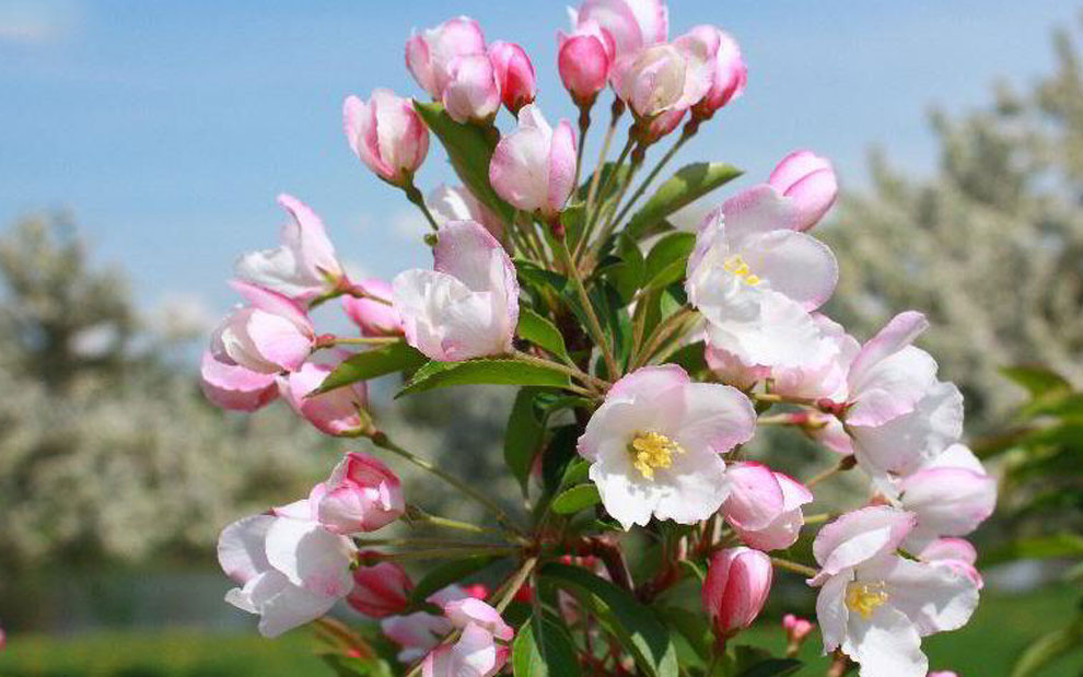 adirondack crabapple